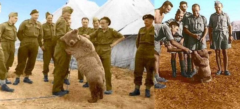 Illustration for article titled The Incredible Story of Wojtek, the Soldier Bear